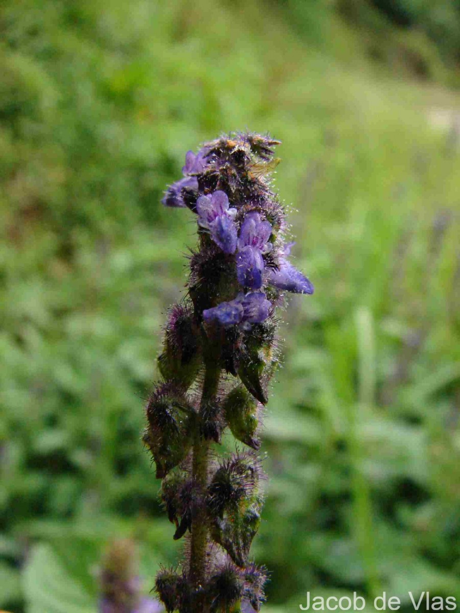 Coleus lanuginosus Hochst. ex Benth.(Hochst. ex Benth.) Agnew